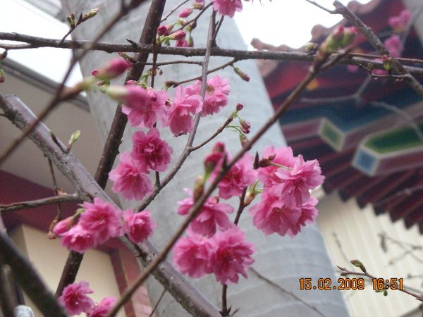 DSCN4518.JPG