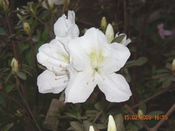 DSCN4520.JPG
