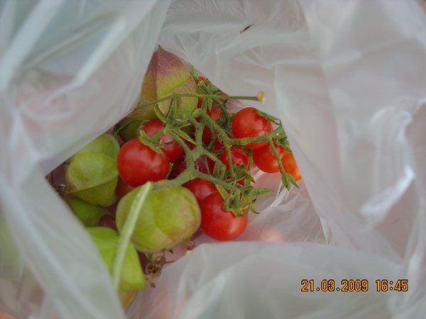 DSCN5274.JPG