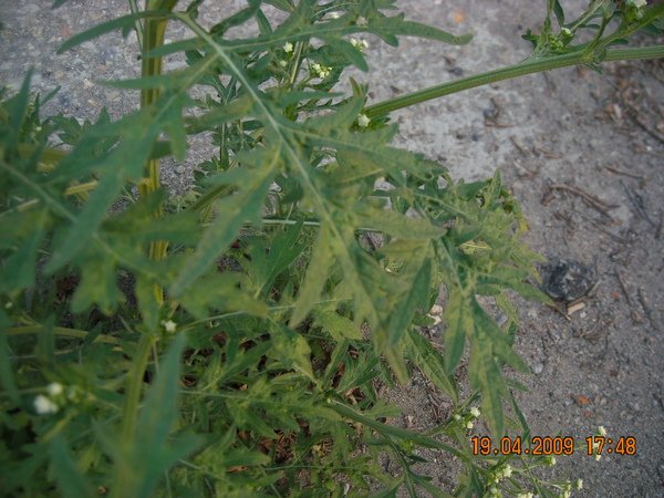 DSCN6271.JPG