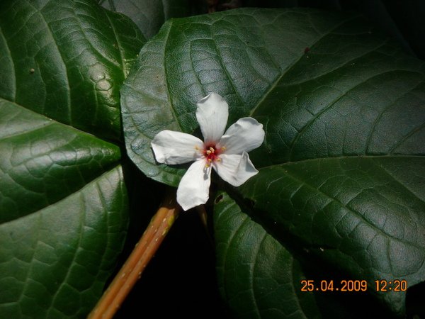 DSCN6370.JPG