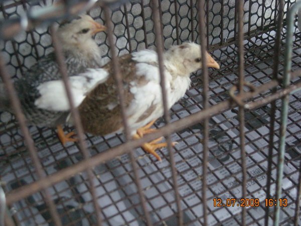 DSCN8686.JPG