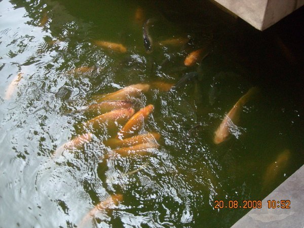DSCN9805.JPG