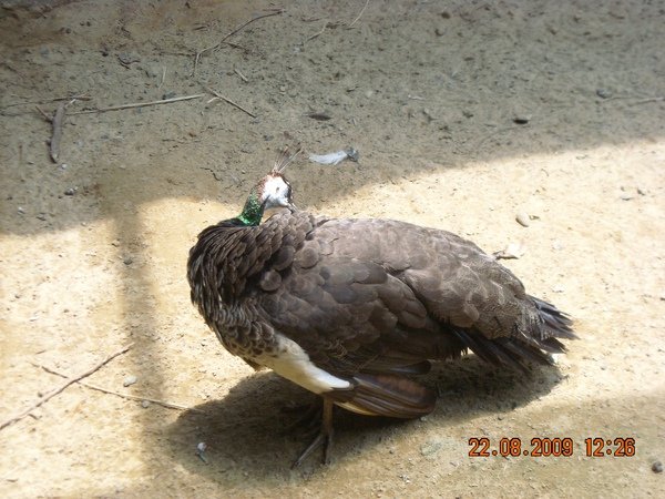 DSCN0245.JPG