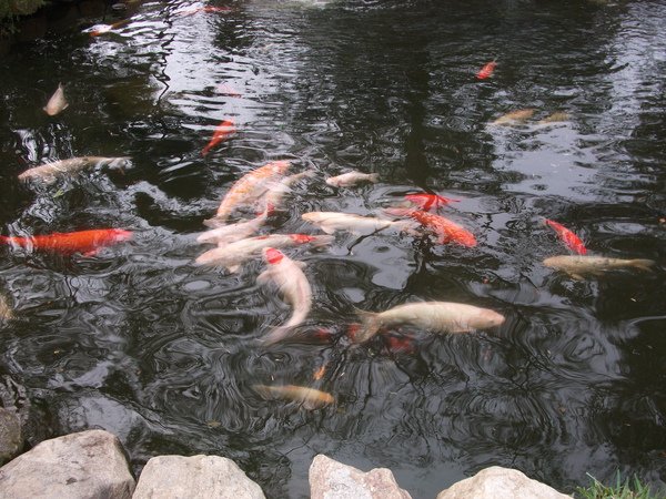 DSCF1225.JPG