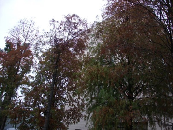 DSCF1213.JPG