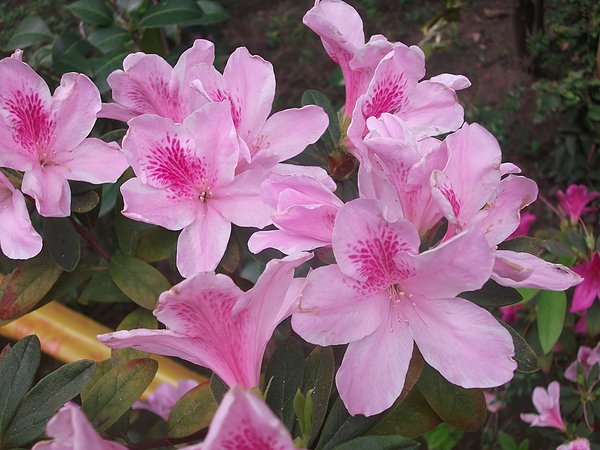 DSCF2414.JPG