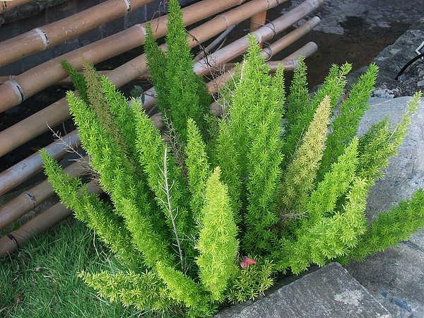 DSCF6602.JPG