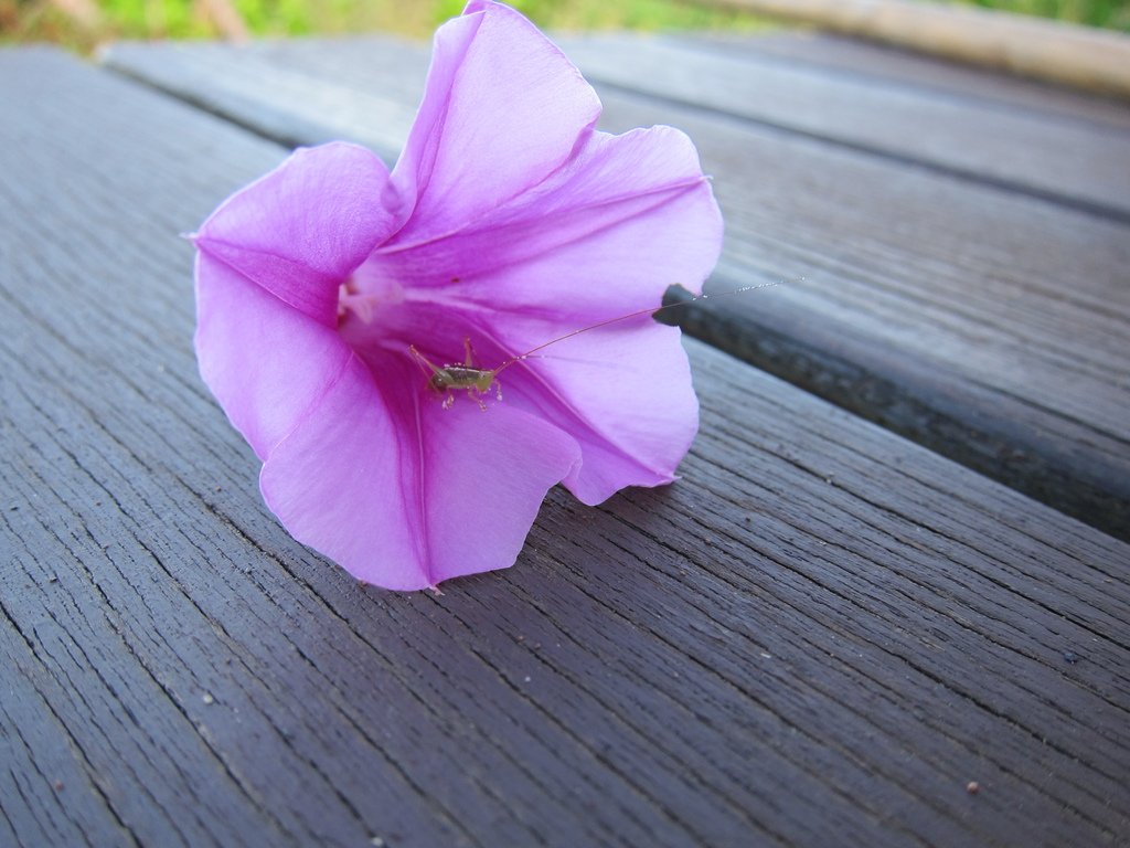 IMG_6709