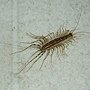 House_centipede