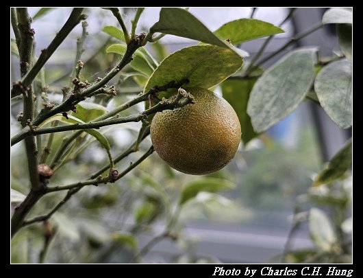 花穹_069.jpg