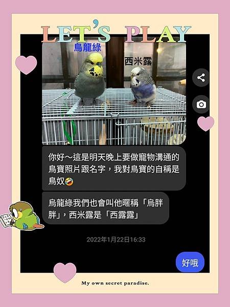 虎皮鸚鵡-烏龍綠與西米露☀️神的話語成就一切☀️