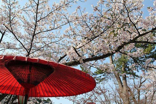 20120418~0422北陸5天~立山雪牆好威，兼六園春櫻好美，山代溫泉 瑠璃光、長野 上山田溫泉 笹屋晚宴好棒！