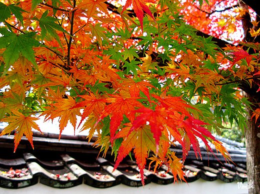 嵐山天龍寺 (4).jpg