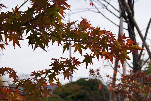 _DSC6428_副本