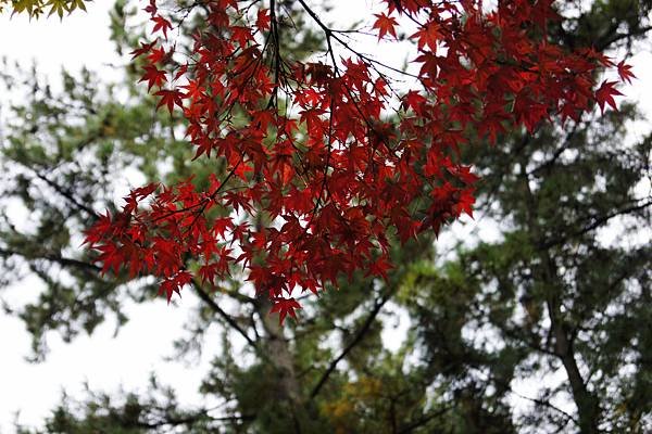 _DSC6783_副本