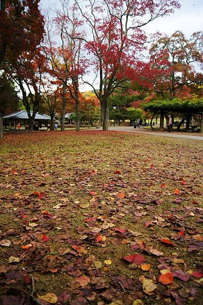 _DSC6912_副本