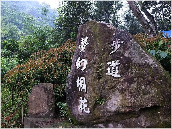 RIMG0111-22夢幻桐花步道.JPG