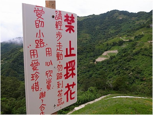 008台東金針山.JPG