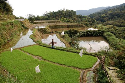 農戶保有自行選種育苗的習慣，維繫了適宜春季多霧山區的作物基因庫。s.jpg