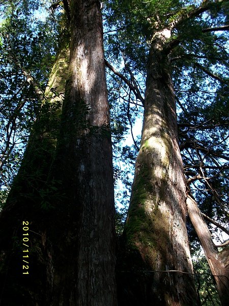 原鄉部落-拉拉山巨木 (18).jpg