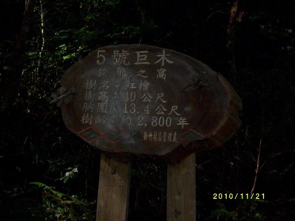 原鄉部落-拉拉山巨木 (16).jpg