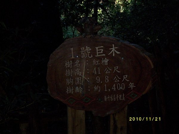 原鄉部落-拉拉山巨木 (1).jpg