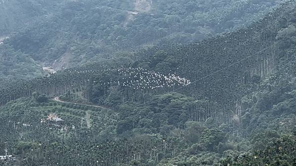 萬鷺朝鳳侯鳥遷徒-嘉義梅山鄉 太興村 季節限定...2024