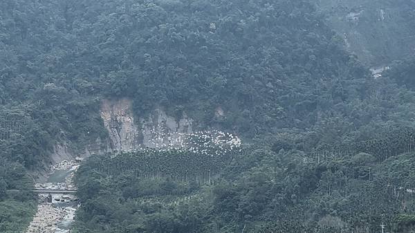 萬鷺朝鳳侯鳥遷徒-嘉義梅山鄉 太興村 季節限定...2024