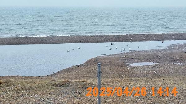 青海湖-青海省 青康藏高原...2025 0426(六)