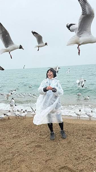 青海湖-青海省 青康藏高原...2025 0426(六)