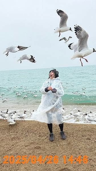 青海湖-青海省 青康藏高原...2025 0426(六)