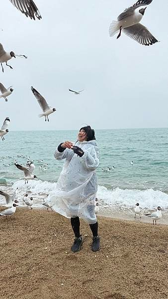 青海湖-青海省 青康藏高原...2025 0426(六)