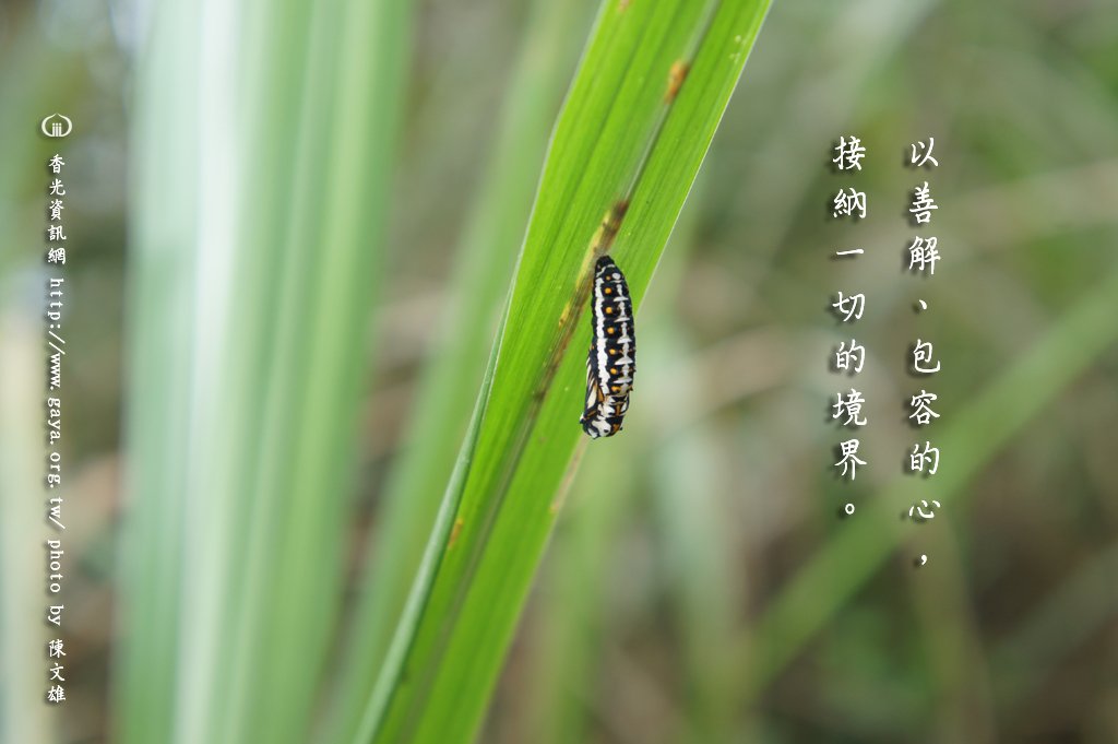 遮羞板與水溝蓋的精神