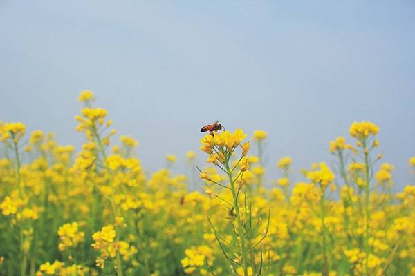 1428-6 嘉義落羽松-太保油菜花田