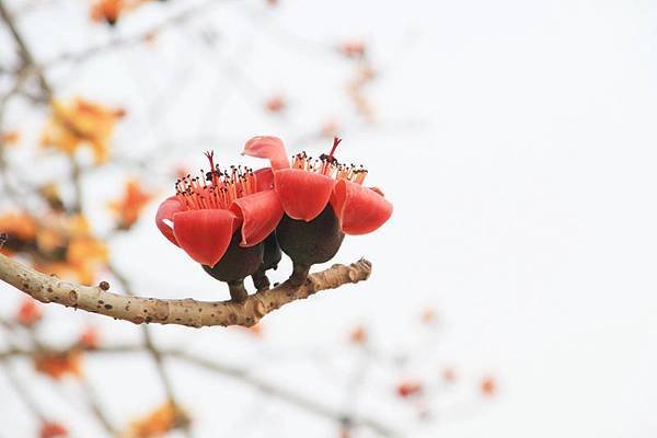 1432-1 木棉.苦楝賞花-木棉花