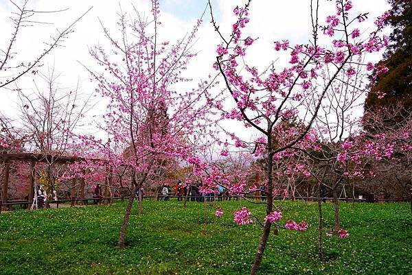 阿里山花季.jpg