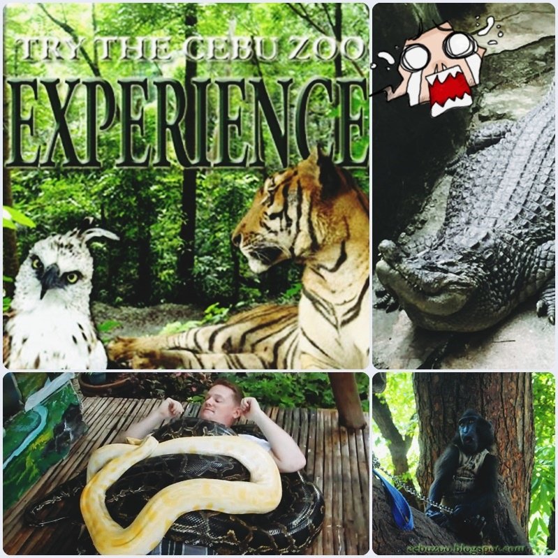 Cebu Zoo.jpg