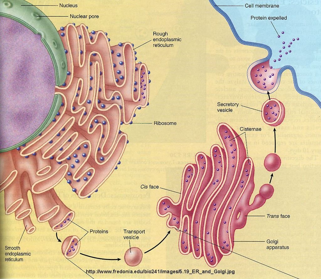 3vesicle transport