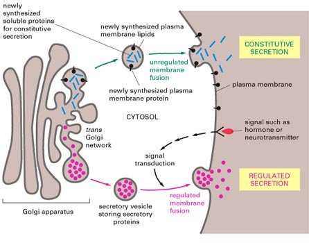 5exocytosis