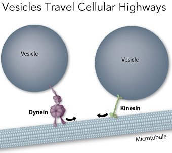 3MotorProteins