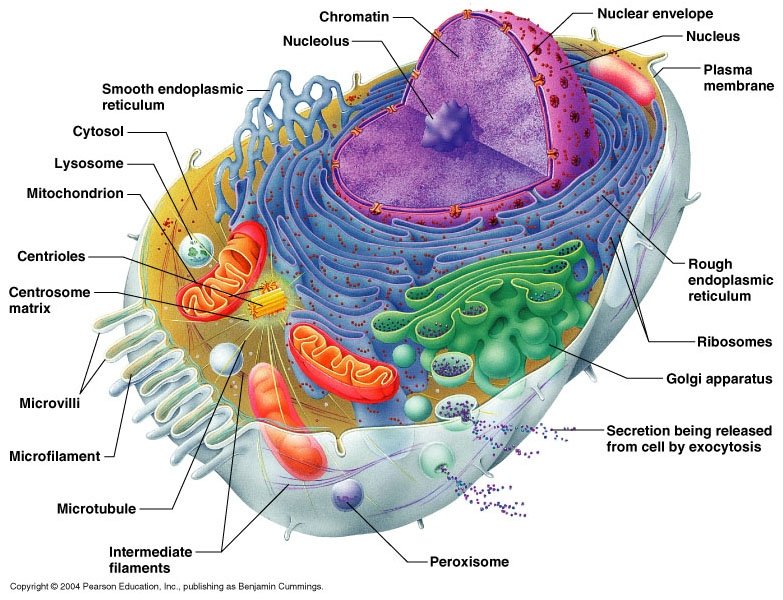 2_CellStructure