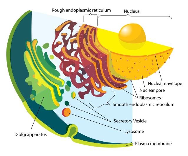 5endomembrane