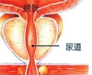 攝護腺正常圖