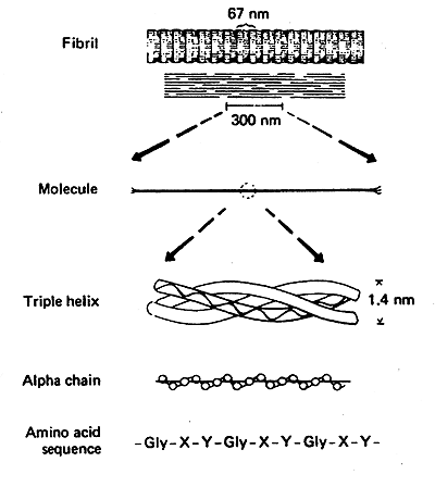 Collagen