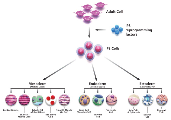 ipsc-pathway