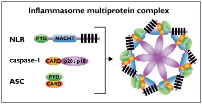 inflammasome_complex