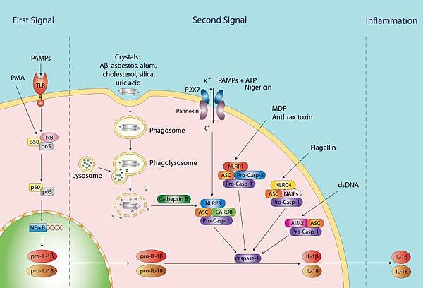 Inflammasome_pathways