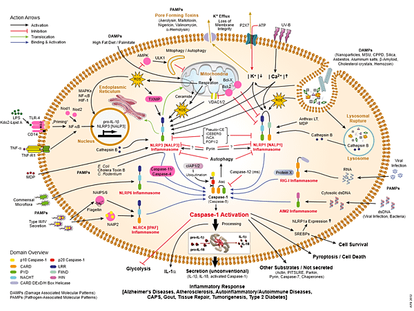 797px-Inflammasomes_activation_and_signaling_overview