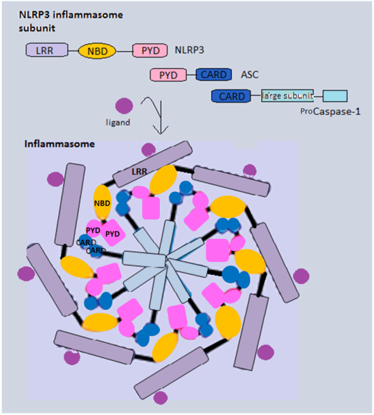 Inflammasome_final1